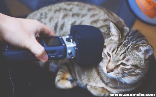 像似把头埋进猫咪的身体的声音 助眠减压ASMR-助眠音声网